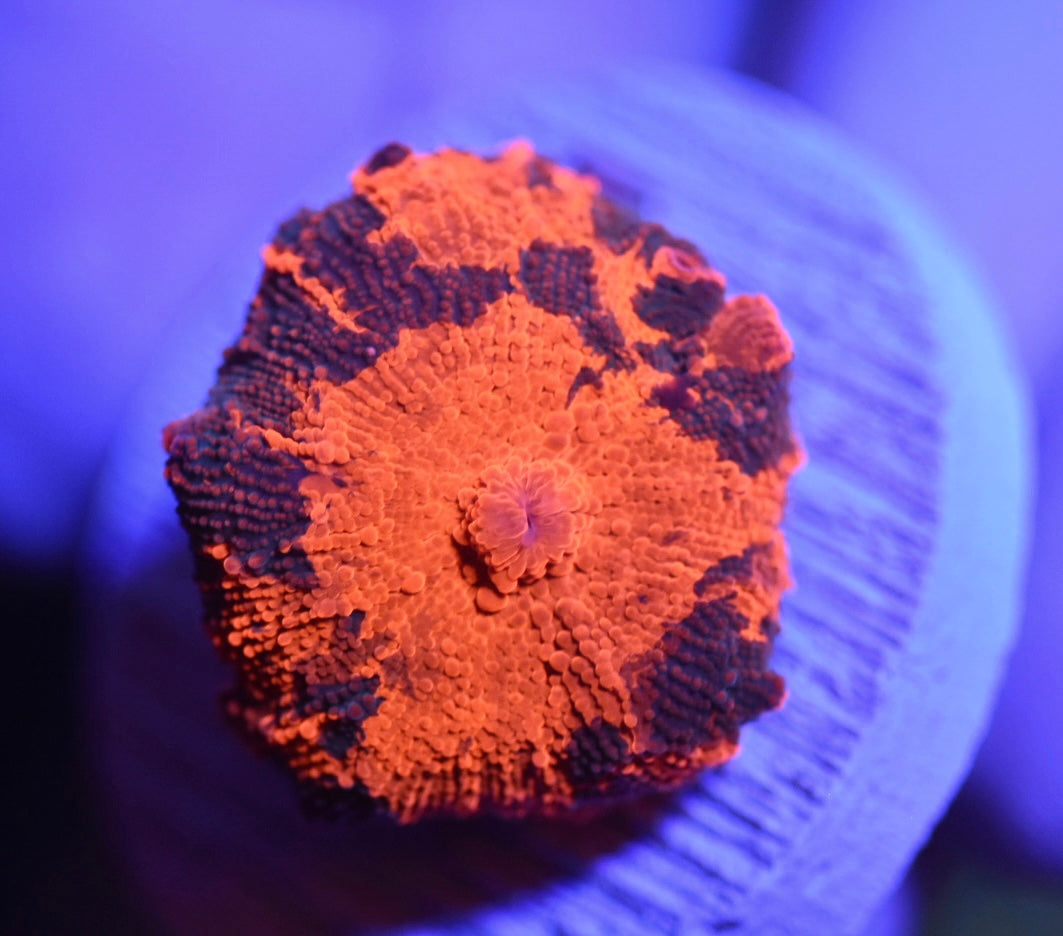 WYSIWYG Deadpool Jawbreaker Mushroom 1" (CRAZY!)