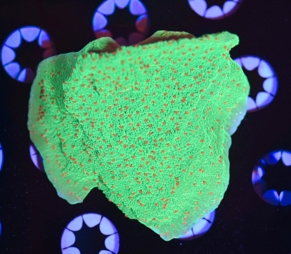 WYSIWYG Seasons Greetings Montipora 3"