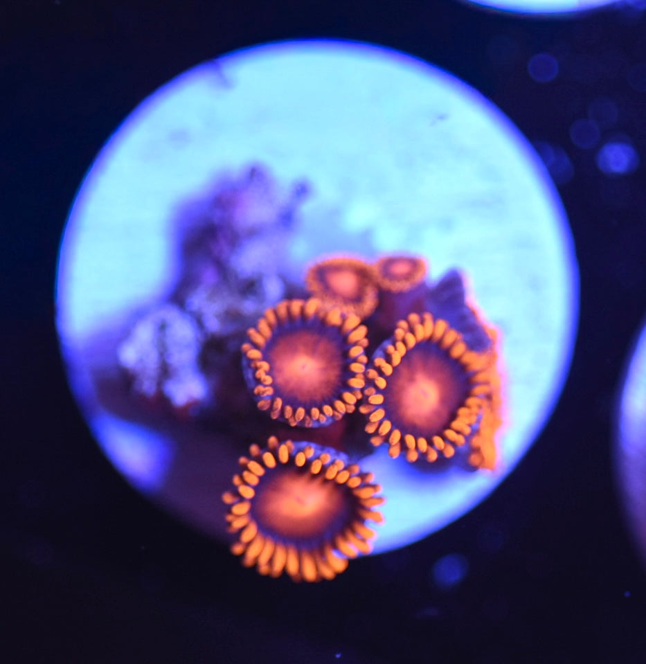 WYSIWYG Orange Bam Bam Zoanthids