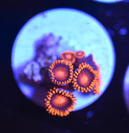 WYSIWYG Orange Bam Bam Zoanthids