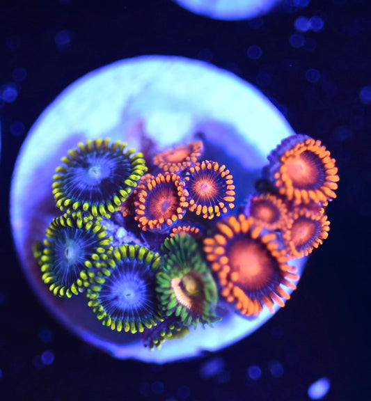 WYSIWYG Zoanthid Combo Frag