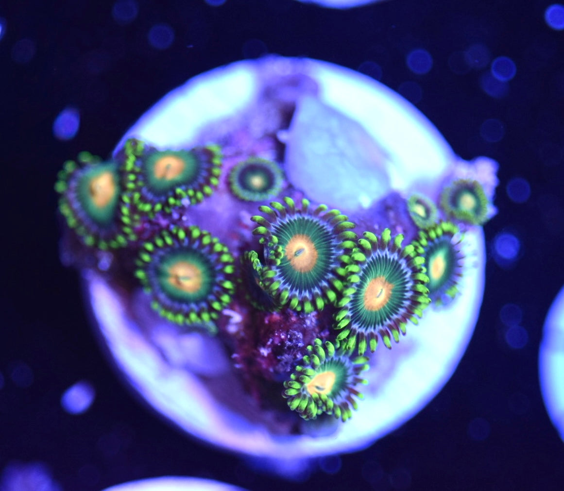 WYSIWYG Green Bay Packers Zoanthids