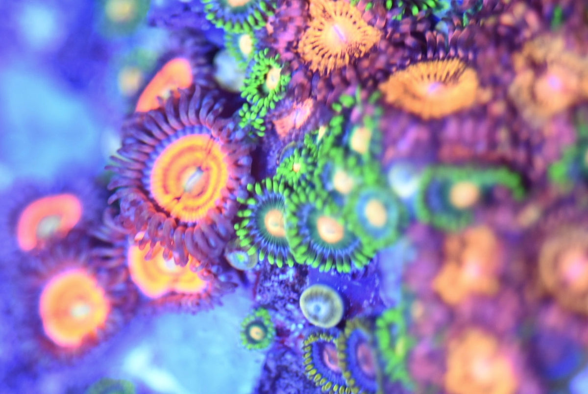 WYSIWYG XXXL Show Size Mixed Zoanthid Colony 10"+ (CRAZY!)