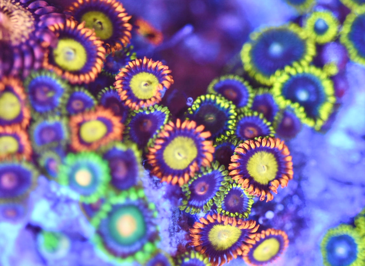 WYSIWYG XXXL Show Size Mixed Zoanthid Colony 10"+ (CRAZY!)