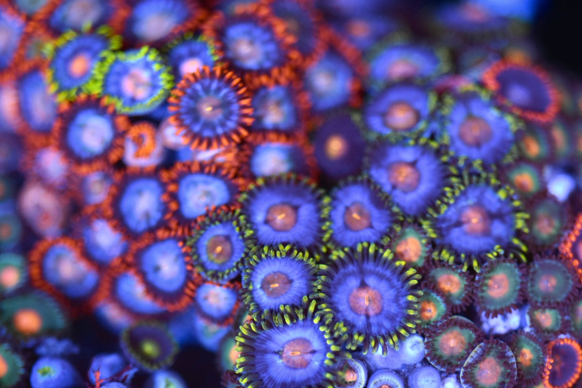 WYSIWYG Mixed Zoanthid Colony 4"