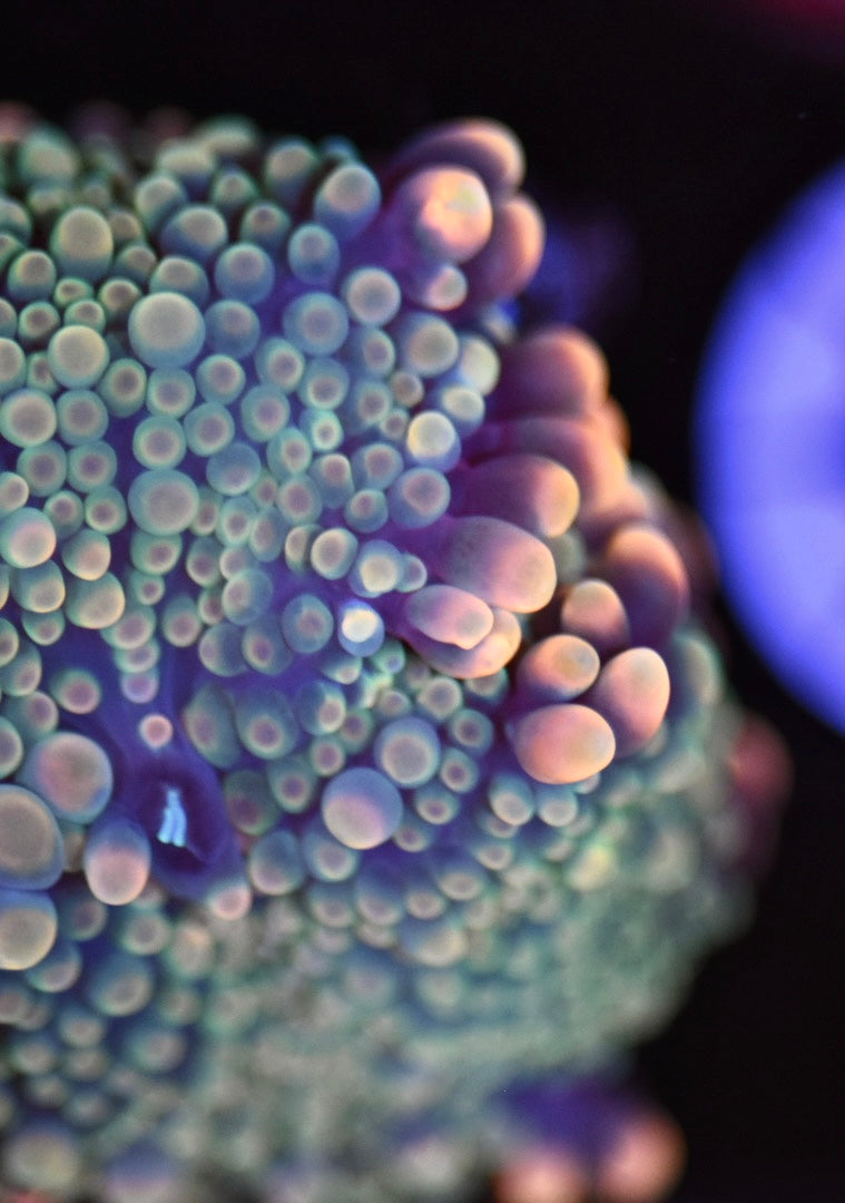 WYSIWYG Hologram Yuma Mushroom 1.5" (WOW!)
