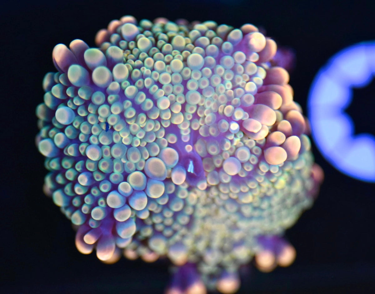 WYSIWYG Hologram Yuma Mushroom 1.5" (WOW!)