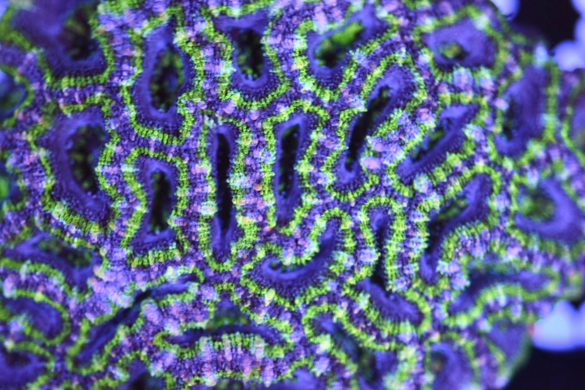 WYSIWYG Rainbow Hulk Acan Colony 3.5"