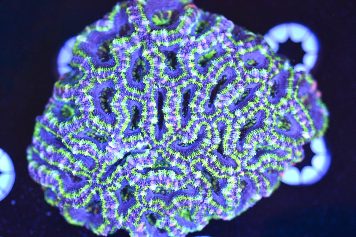 WYSIWYG Rainbow Hulk Acan Colony 3.5"
