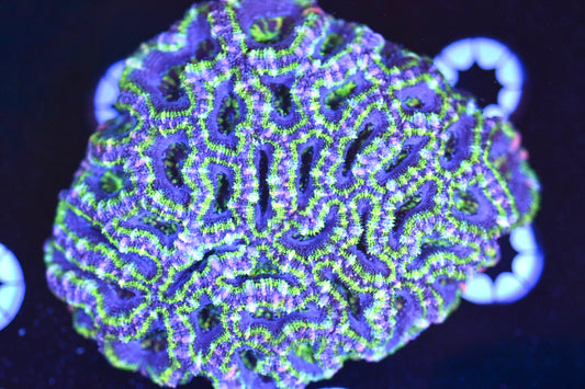 WYSIWYG Rainbow Hulk Acan Colony 3.5"