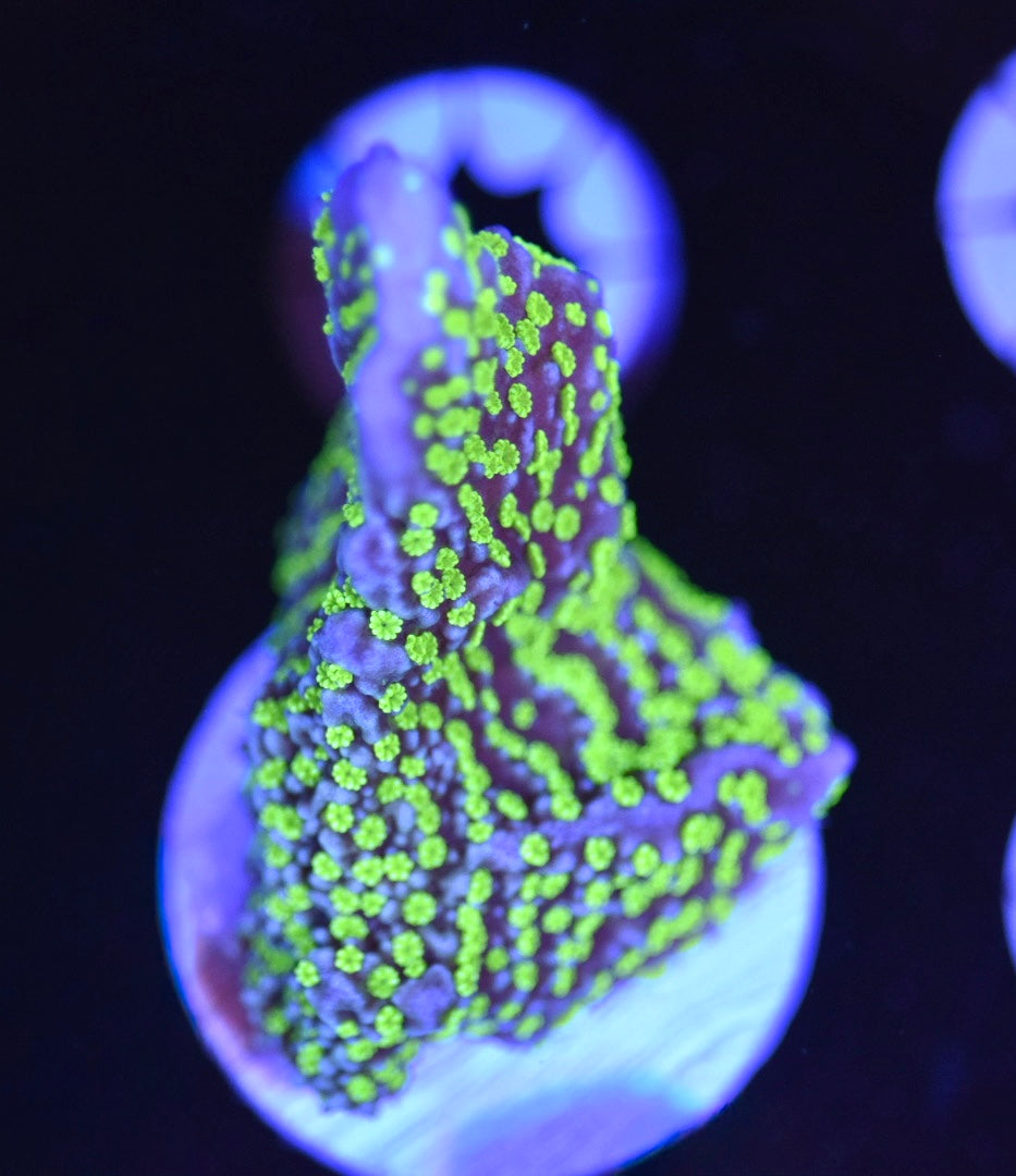 WYSIWYG Tubbs Stelata Montipora 1.5"