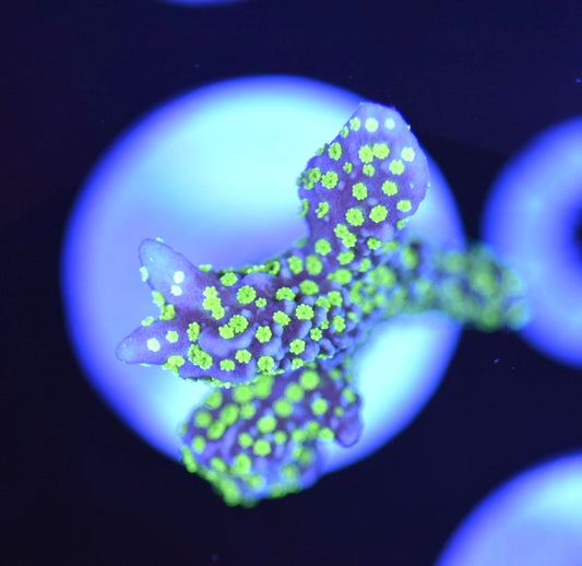 WYSIWYG Tubbs Stelata Montipora 1.5"