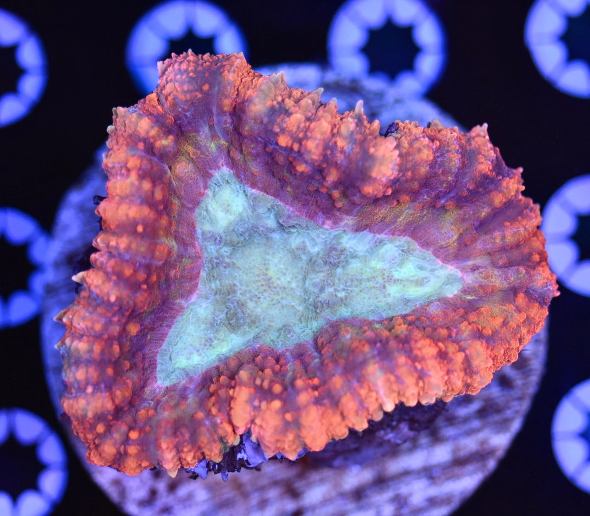 WYSIWYG Incredible Rainbow Lobophyllia 3"