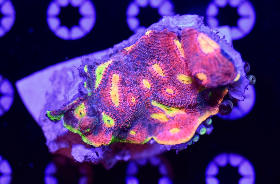 WYSIWYG XXL Watermelon Jelly Bean Chalice Colony 3.5" (TANK GROWN!)