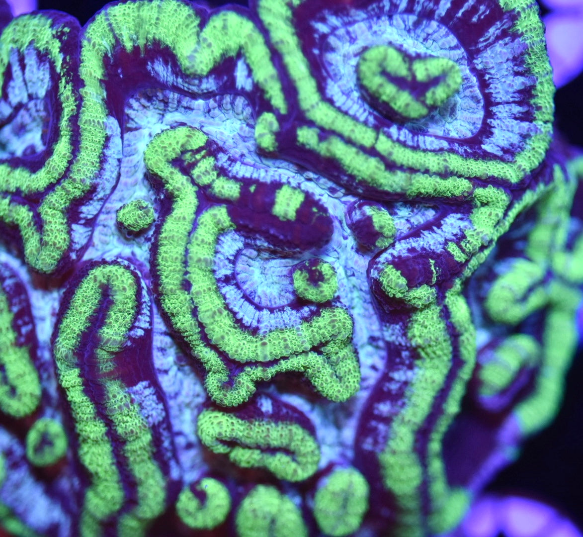 WYSIWYG Ultra Rainbow Wilsoni Colony 3" (WOW!)