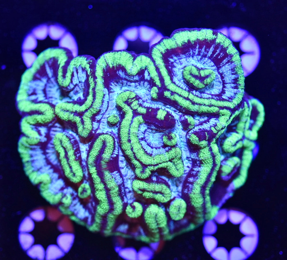 WYSIWYG Ultra Rainbow Wilsoni Colony 3" (WOW!)