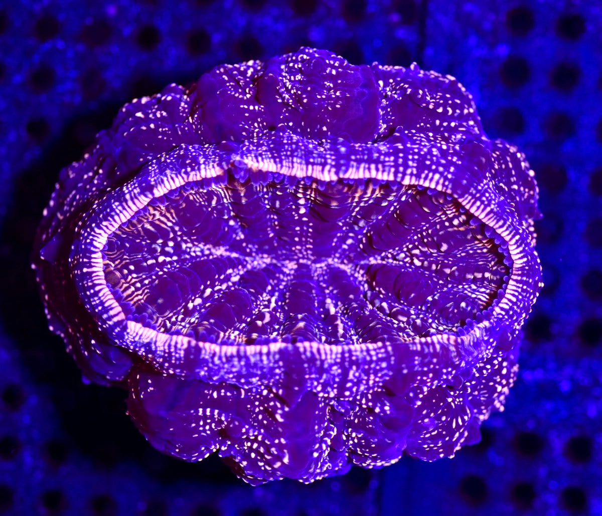 WYSIWYG Gold Glitter Acanthophyllia 4" (INSANE!)