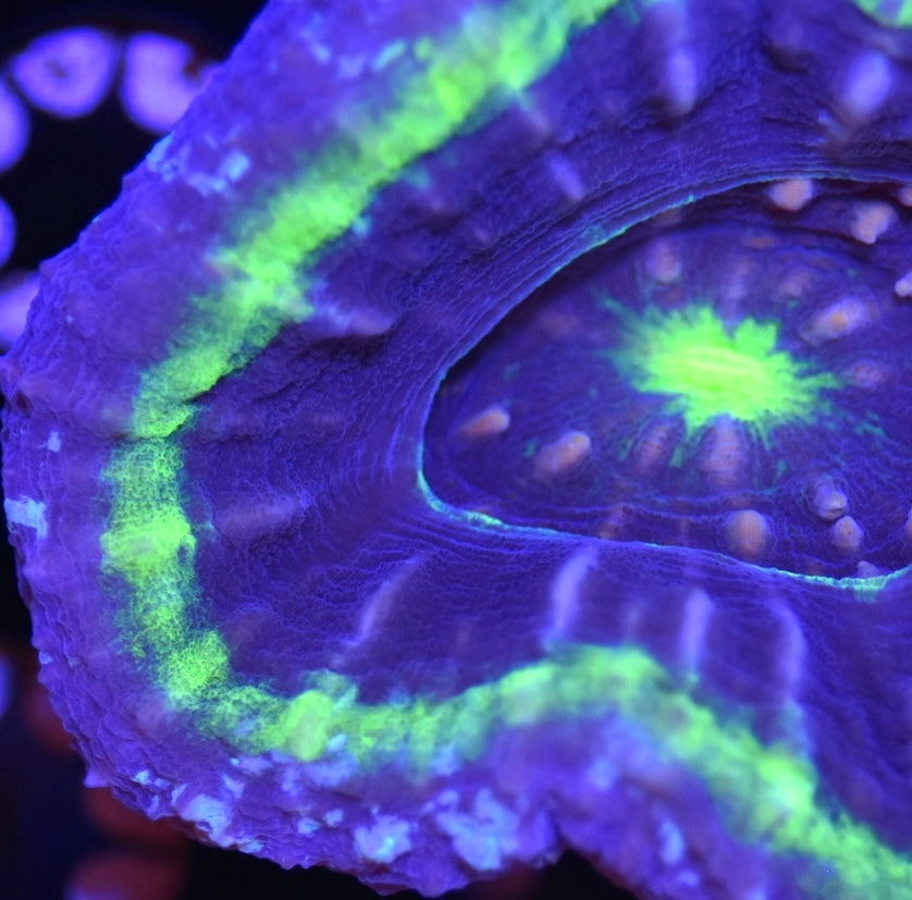 WYSIWYG Ultra UFO Scolymia 3"