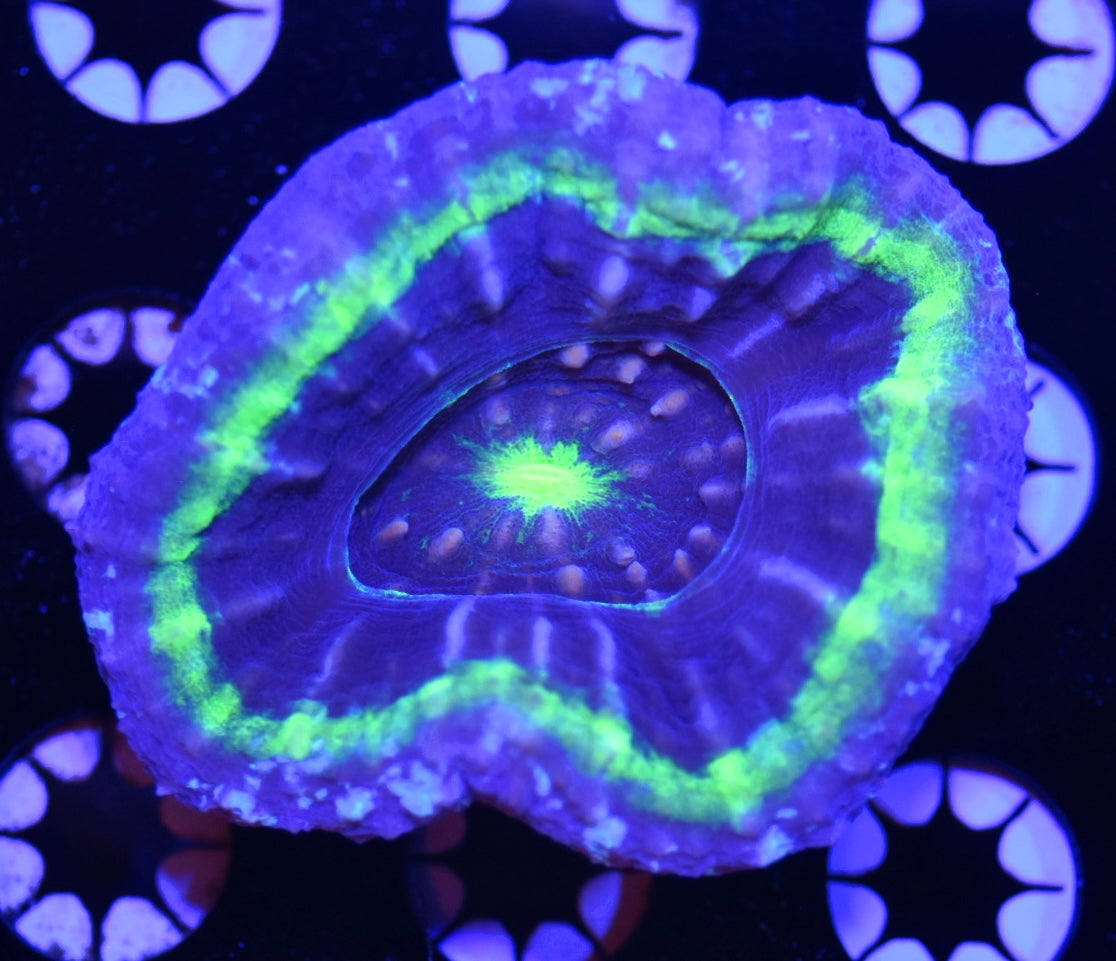 WYSIWYG Ultra UFO Scolymia 3"