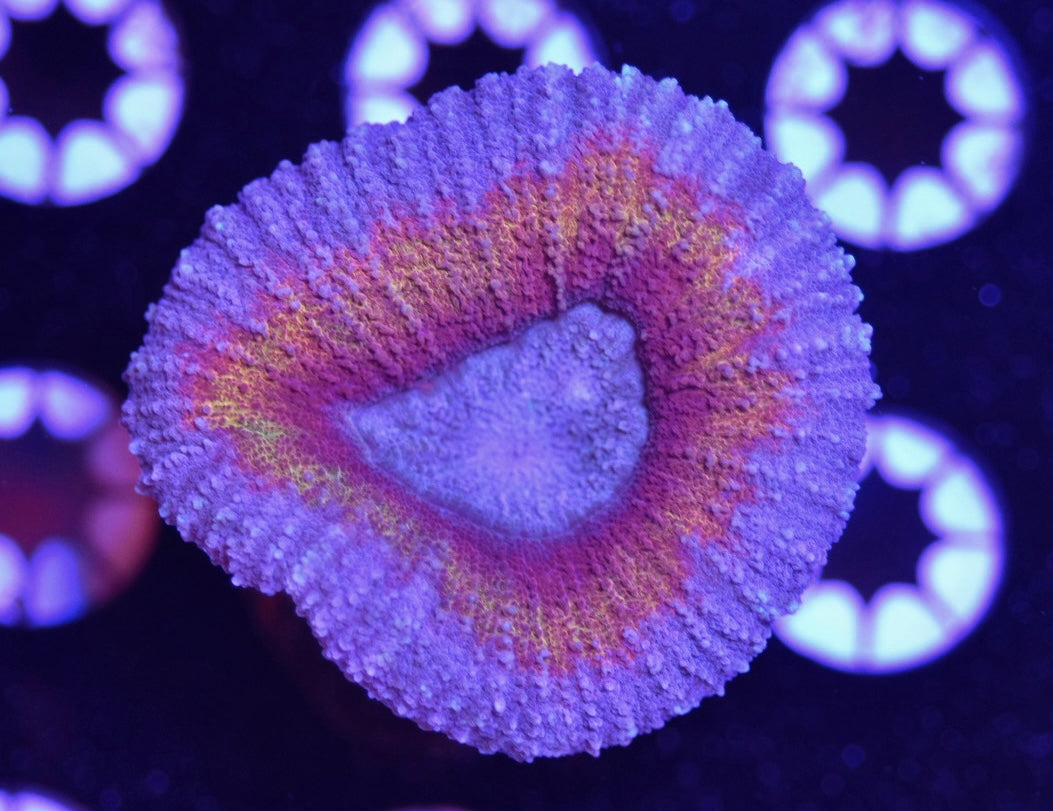 WYSIWYG Ultra Rainbow Lobophyllia 2"