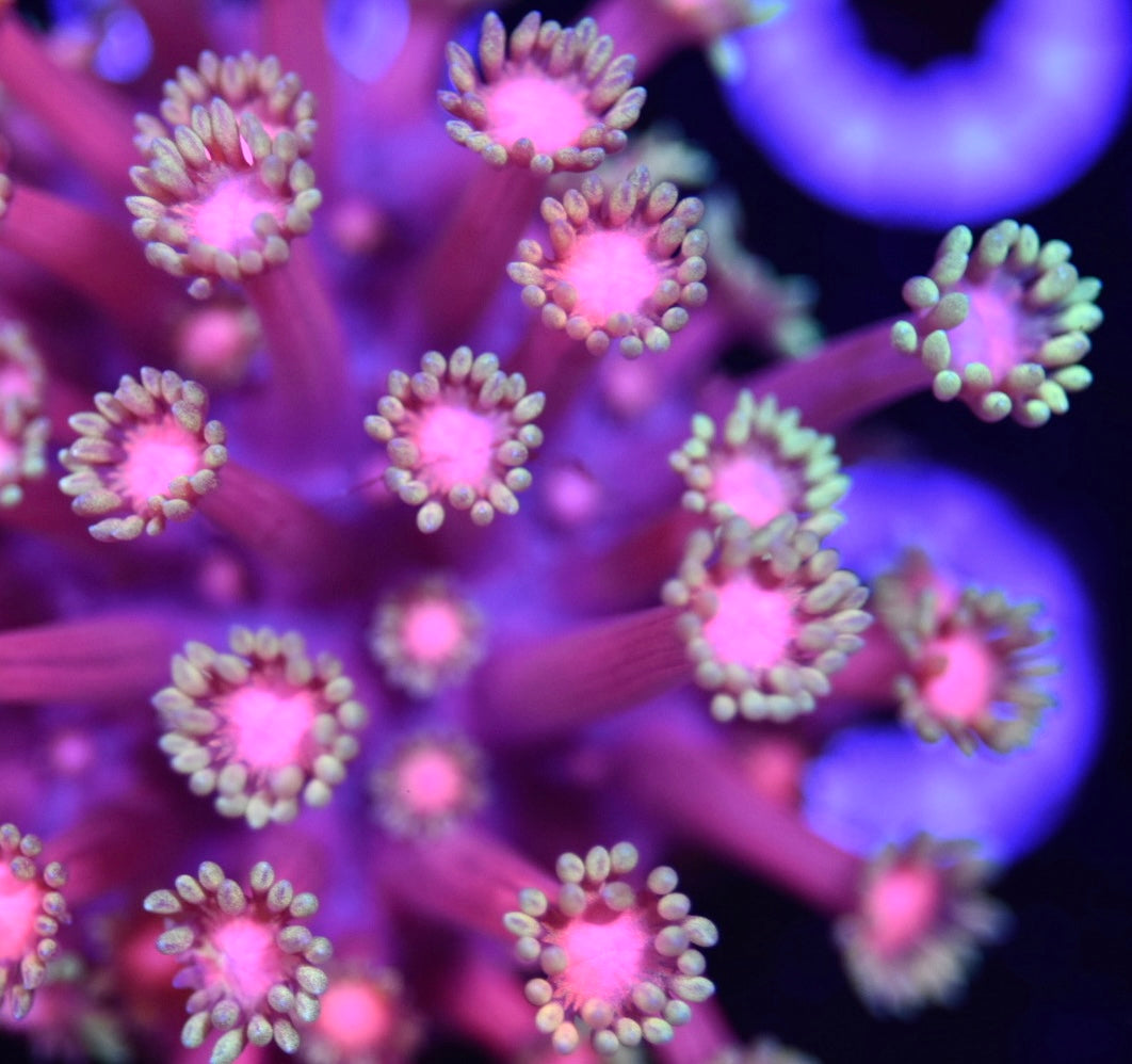 WYSIWYG Goldilocks Goniopora Colony 3.5" (WOW!)