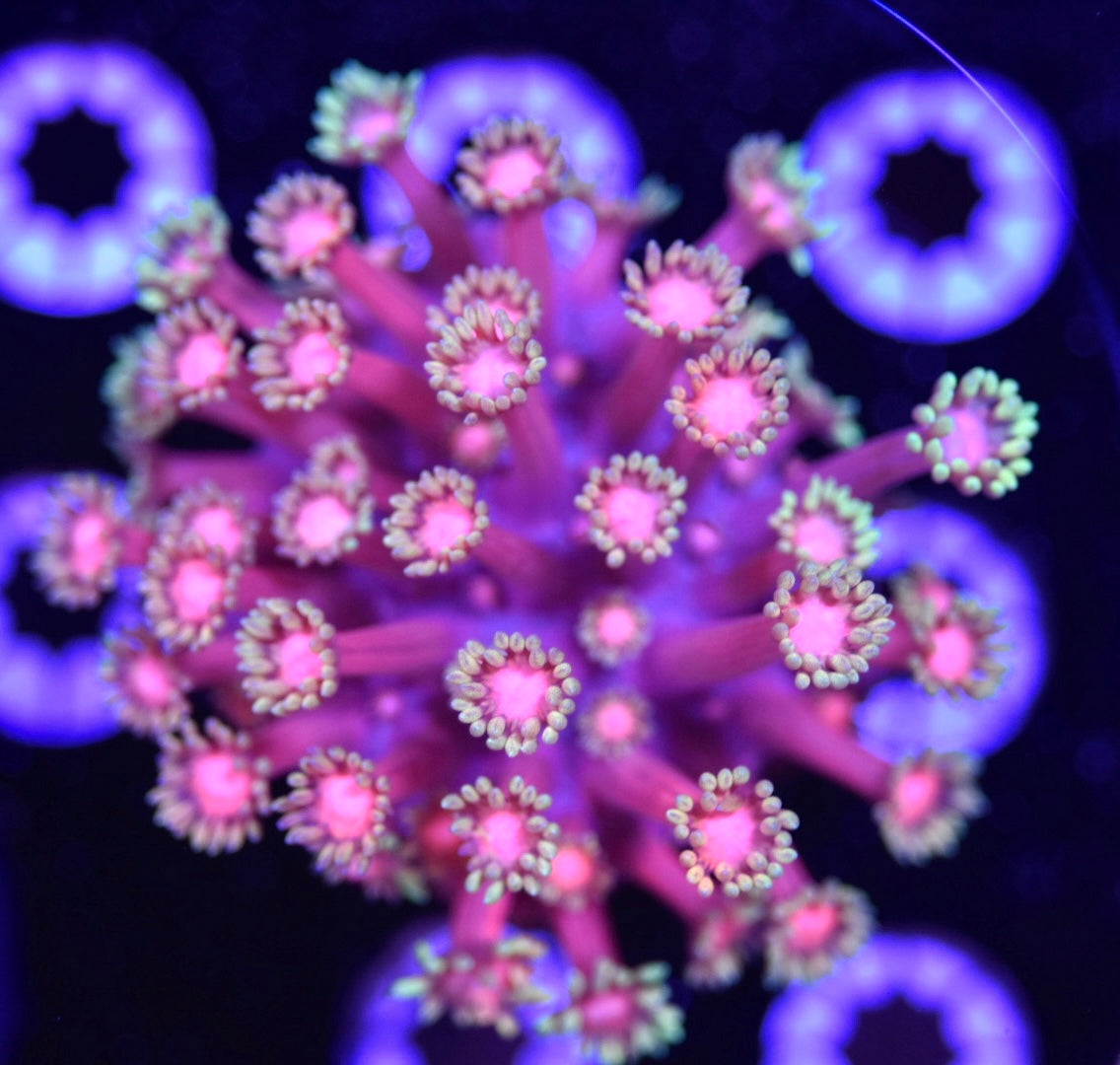 WYSIWYG Goldilocks Goniopora Colony 3.5" (WOW!)