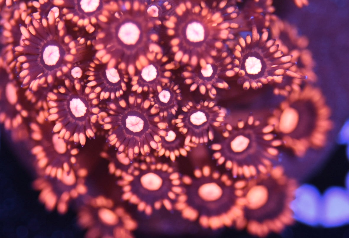 WYSIWYG Burning Orange Goniopora Colony 3.5" (INSANE!)