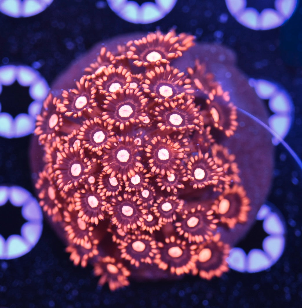 WYSIWYG Burning Orange Goniopora Colony 3.5" (INSANE!)