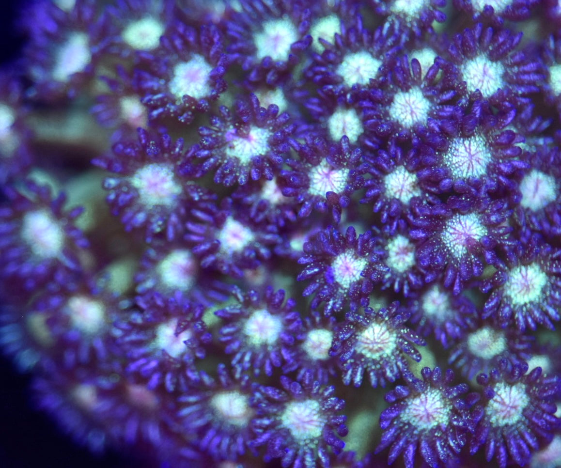 WYSIWYG XL OG Glitter Goniopora Colony 4" (WOW!)