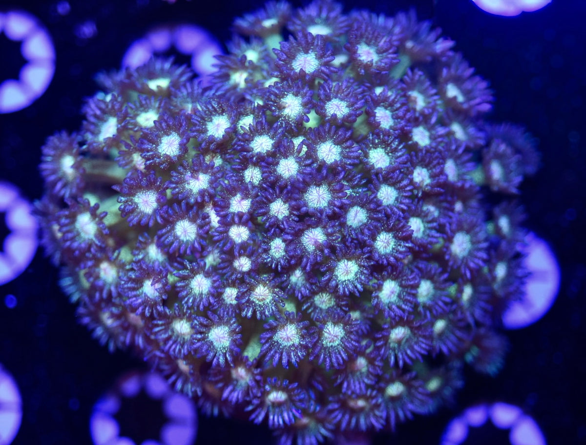 WYSIWYG XL OG Glitter Goniopora Colony 4" (WOW!)