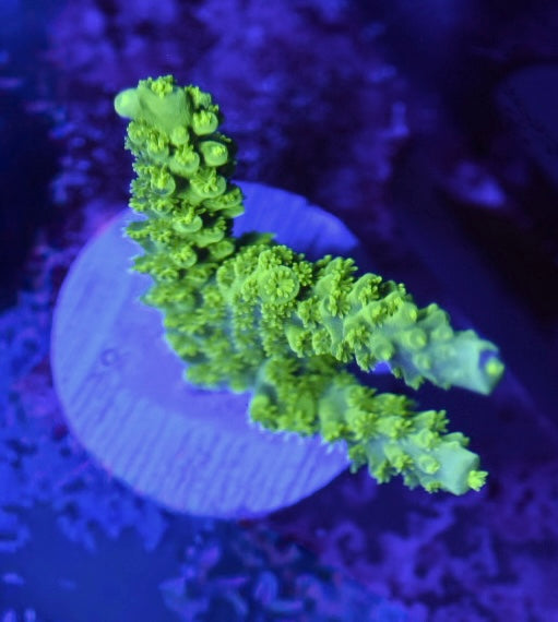WYSIWYG Green Slimer Acropora 2.5"