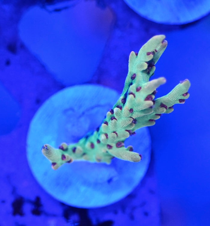 WYSIWYG Strawberry Shortcake Acropora 1"