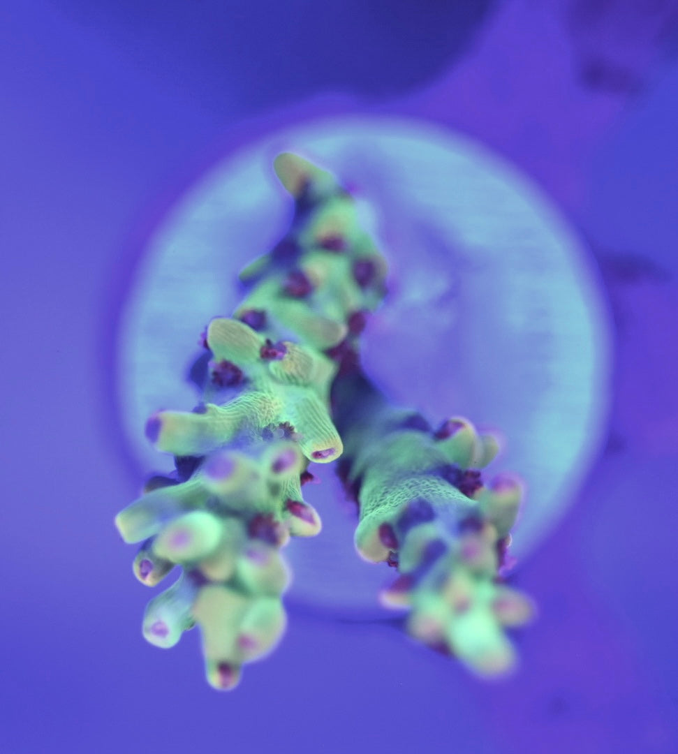 WYSIWYG Strawberry Shortcake Acropora 1.5"
