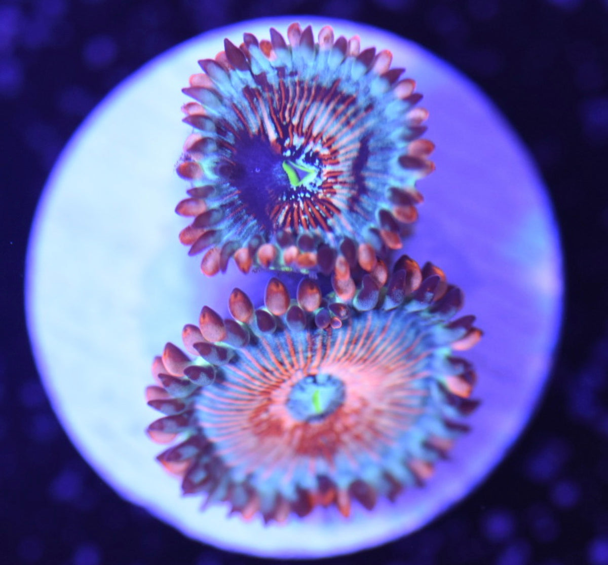 WYSIWYG White Zombie Zoanthids