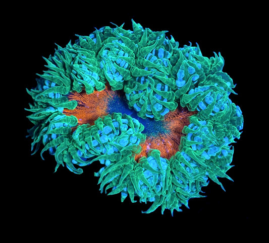WYSIWYG Ultra Rock Flower Anemone 2.5"