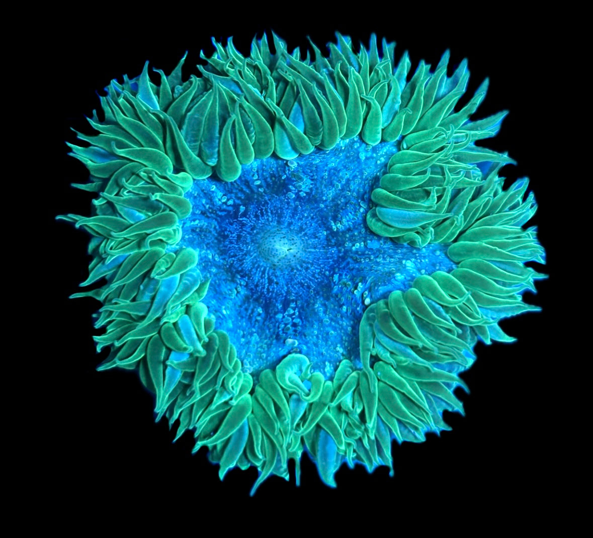 WYSIWYG Ultra Rock Flower Anemone 2.5"