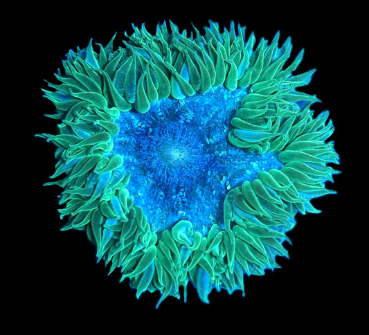 WYSIWYG Ultra Rock Flower Anemone 2.5"