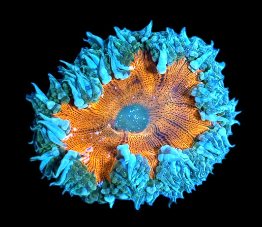 WYSIWYG Ultra Rock Flower Anemone 2.5"