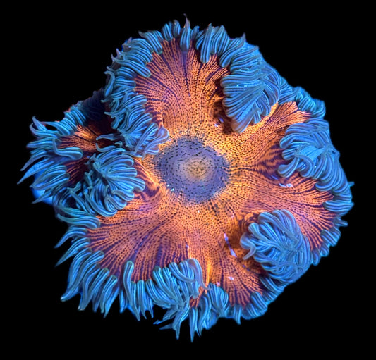 WYSIWYG Ultra Rock Flower Anemone 2.5"