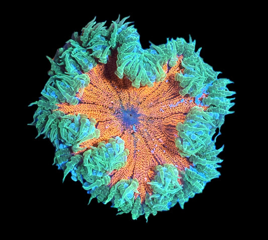WYSIWYG Ultra Rock Flower Anemone 2.5"