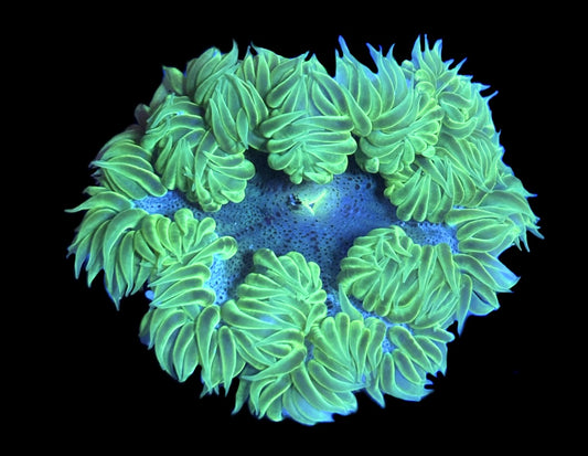WYSIWYG Ultra Rock Flower Anemone 2.5"