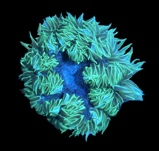 WYSIWYG Ultra Rock Flower Anemone 2.5"