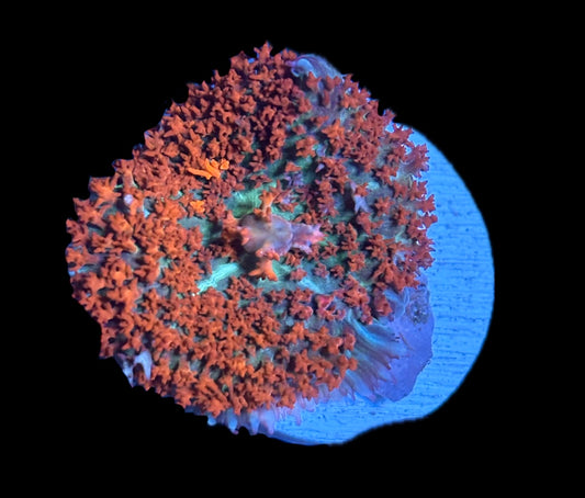 WYSIWYG St. Thomas Mushroom 2"