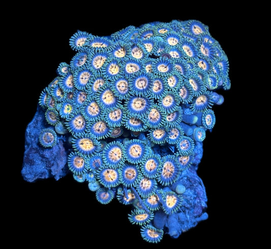 WYSIWYG Daisy Zoanthid Colony 4"