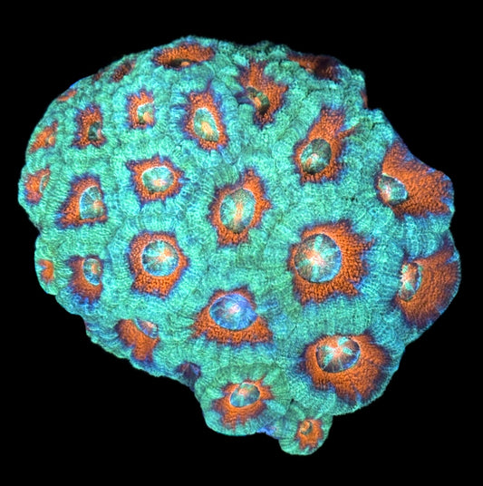 WYSIWYG Rainbow Acan Lord Colony 3.5" (BRIGHT!)