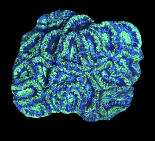 WYSIWYG Hulk Acan Colony 3"