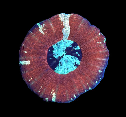 WYSIWYG XL Unique Ultra Scolymia 3.5"