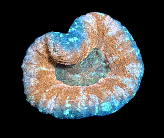 WYSIWYG Ultra Rainbow Scolymia 2.5" (UNQIUE!!)
