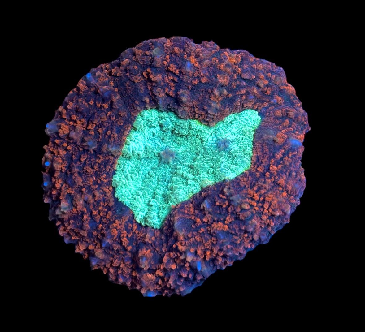 WYSIWYG Rainbow Symphyllia 2.5"