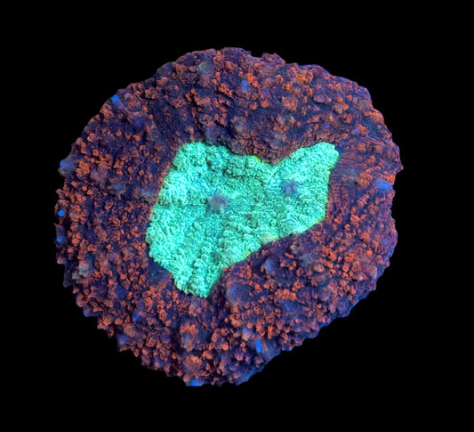 WYSIWYG Rainbow Symphyllia 2.5"